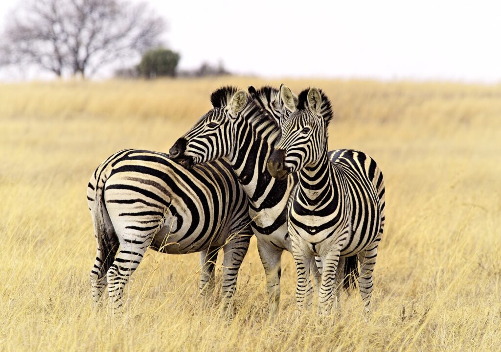 mamlambo safaris
