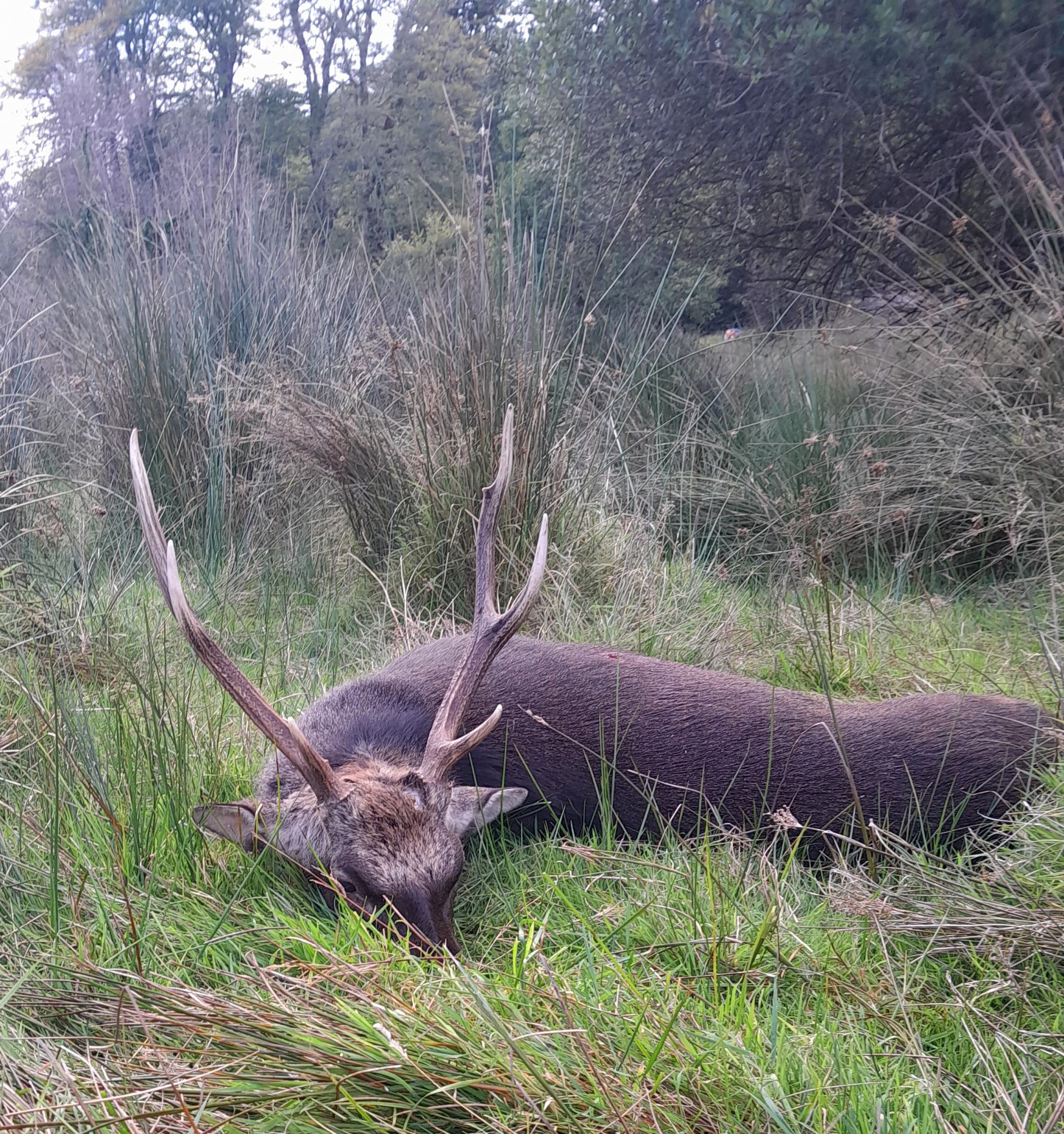 Sika jagt hos Irish Deer Hunting i Irland